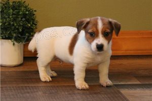 Krsn ttka Jack Russell.