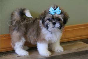 Vzcn tata Shih Tzu.