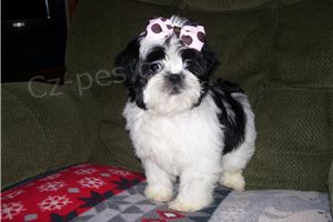 Hrav Shih Tzu tata.