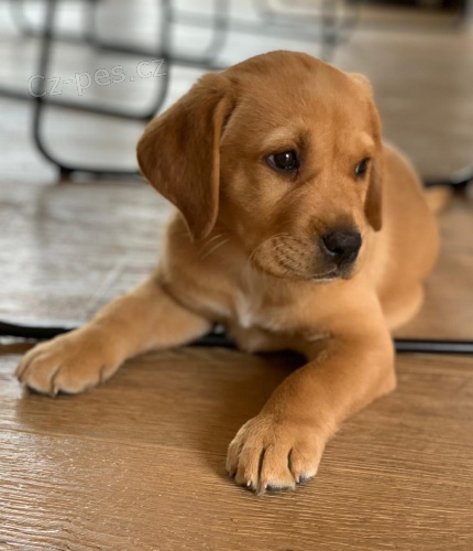 Roztomil tata labradorskho retrvra.