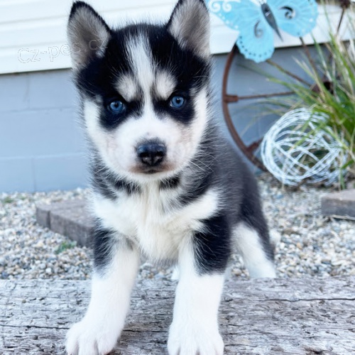 tata Sibiskho huskyho k adopci.