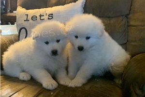 Kc reg Samoyed tata.