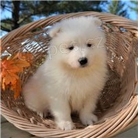 Samoyed tata a tata.