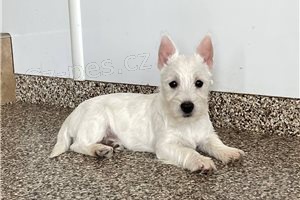 tata West Highland White Terrier.