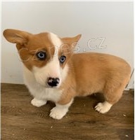 Corgi Pembroke tata k dispozici.