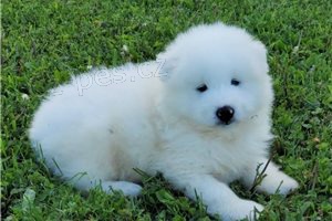 ڞasn Samoyed tata k dispozici.