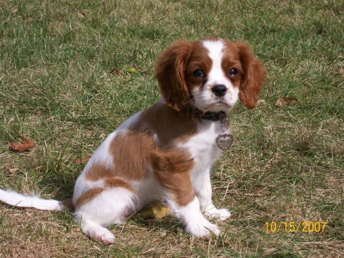 Prodm tata Cavalier King Charles.