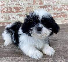 Prodm tata shih tzu