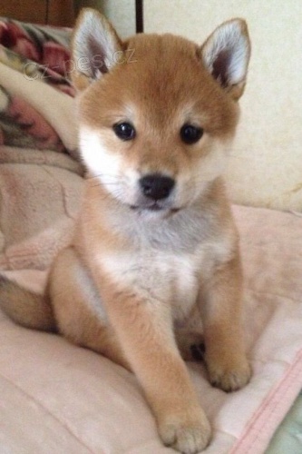 Prodm tata Shiba Inu. Chovatel shiba inu.