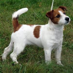 Prodm tata jack russella.