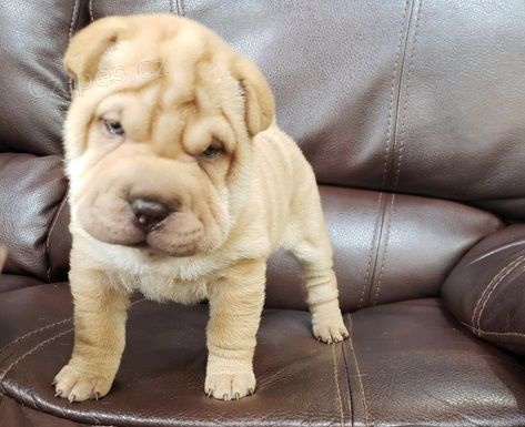 Prodm zdrav a okovan tata Shar-pei.