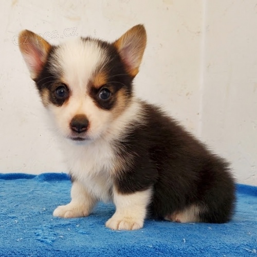 Prodm okovan tata Pembroke Welsh Corgi.