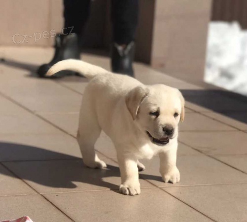 Ohromujc aktualizovan Labrador Roztomil tata.