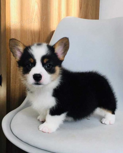 Sladk ttka Corgi.