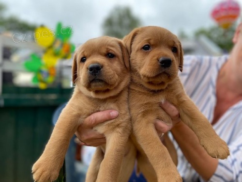 Labradorsk retriever bez PP