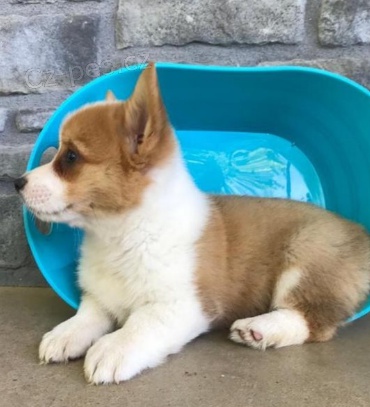 Prodm tata Welsh Corgi Pembroke