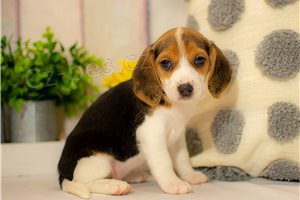 Rodokmen tata Beagle k dispozici.