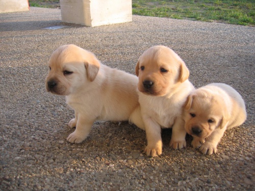 Ohromujc tata Labradoru.