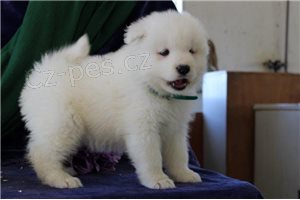 Kc reg Samoyed tata.