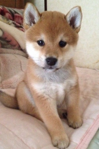 Prodm roztomil ttka shiba inu