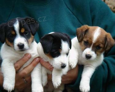 Prodm zdrav tata jack russell terira.