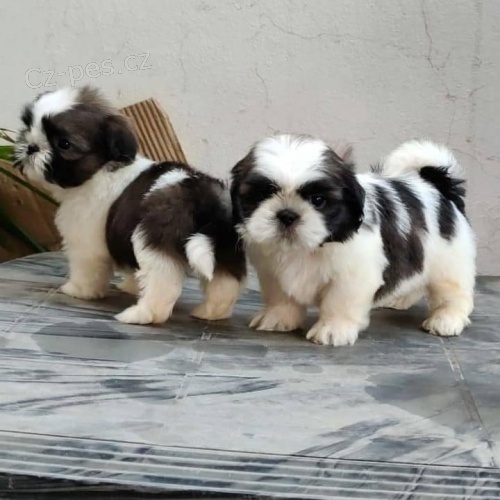 Krsn ttka Shih Tzu.