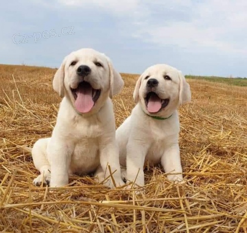 tata labradorskho retrvra.