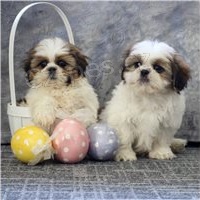 Hrav Shih Tzu tata.