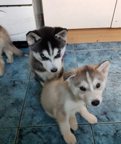 sibisk husky s krsnma modrma oima k adopci.