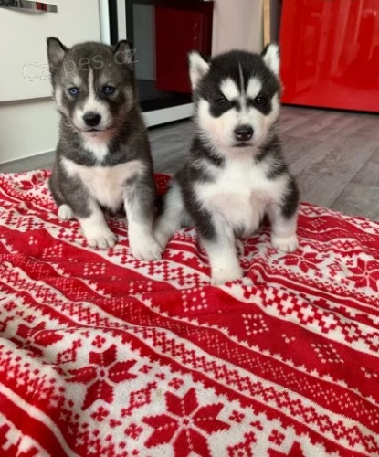 okovan a oderven mini sibisk husky s krsnma modrma oima k adopci.