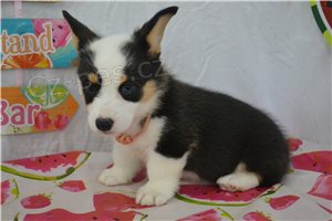 K dispozici ttka Corgi.