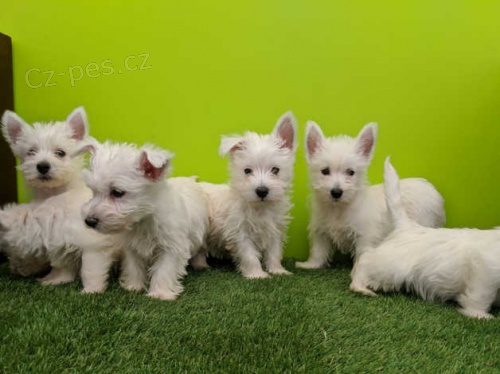 Prodm zdrav a oderven mini ttka West Highland White Terriers