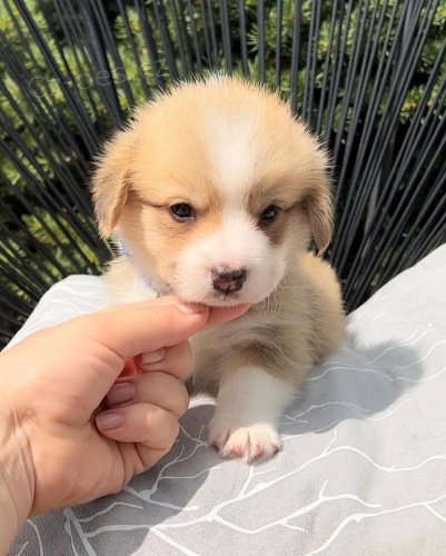 Ohromujc tata Welsh Corgi Pembroke.