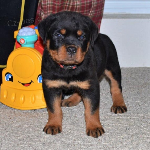 Rottweiler dvky a chlapci tata.