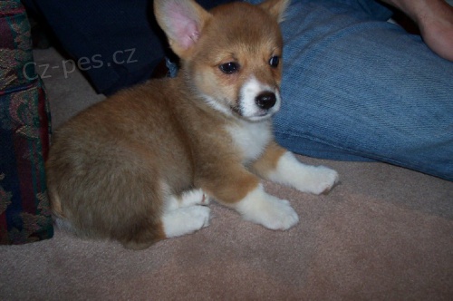 #Pembroke Welsh Corgi pobl m