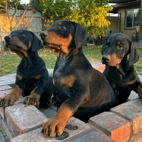 Rodokmen tat doberman.