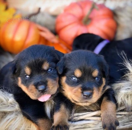 tata rottweiler.