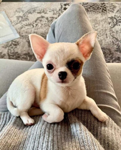 Chihuahua tata.