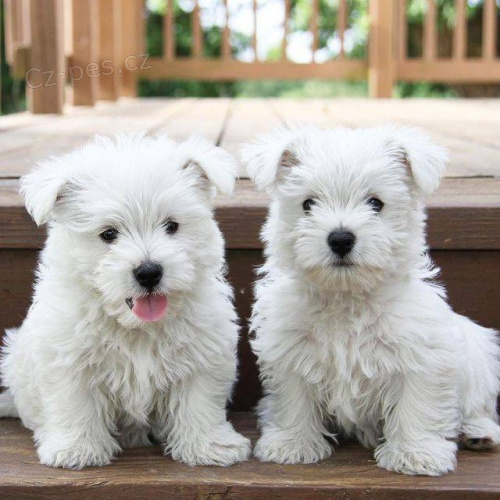 Krsn tata West Highland White Terrier.