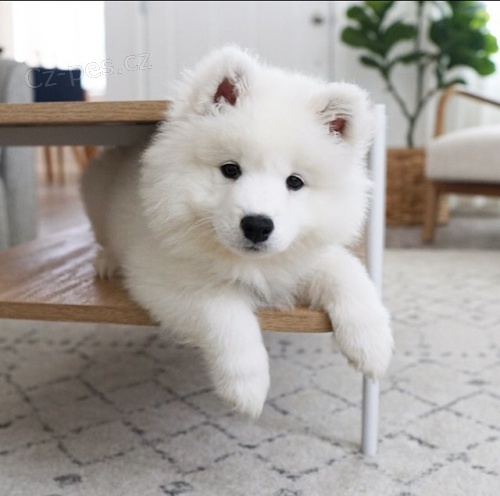 Krsn Samoyed tata.