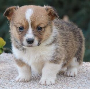 Prodm okovan a oderven tata Pembroke Welsh Corgi.