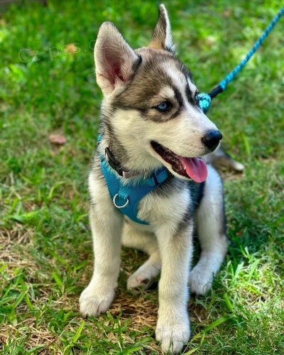 Ndhern tata sibiskho husky.