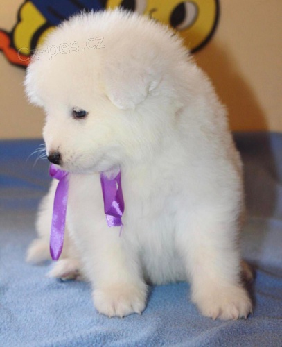 Samoyed tata.