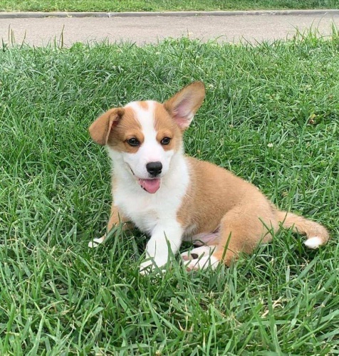 Pembroke Welsh Corgi tata.