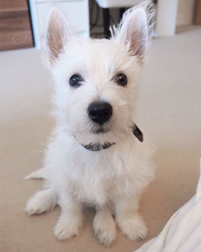 Krsn tata West Highland White Terrier.