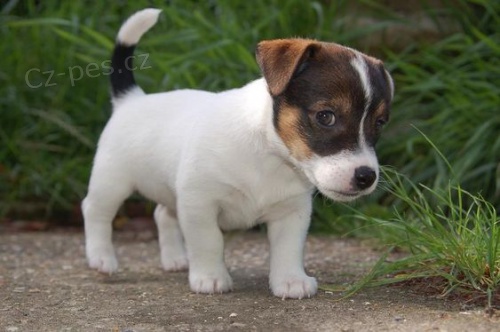 Prodm tata Jack russell terira.