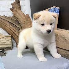 Krsn ttka Shiba Inu