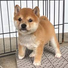 Krsn ttka Shiba Inu