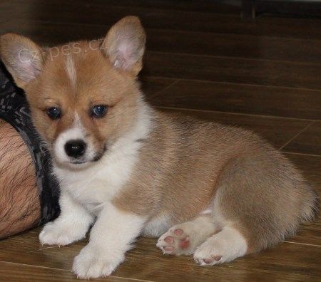 tata welsh corgi pembroke na prodej pobl m