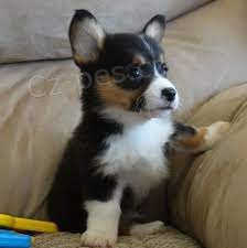 tata welsh corgi pembroke na prodej pobl m